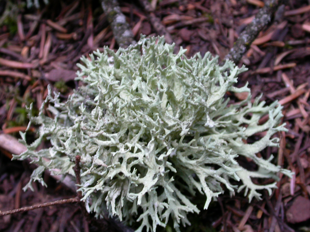 Liken Mantarı Cladonia